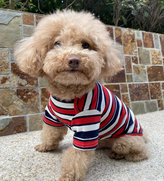 Pure Cotton Striped Soft Breathable Stretchy Dog T-Shirt Set - Image 2