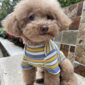 Pure Cotton Striped Soft Breathable Stretchy Dog T-Shirt Set