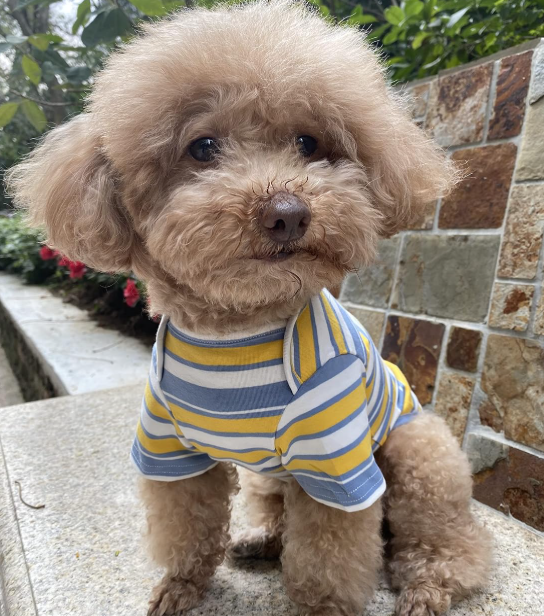 Pure Cotton Striped Soft Breathable Stretchy Dog T-Shirt Set