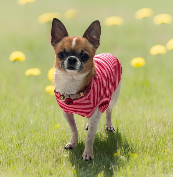 Striped Soft Breathable Summer T-Shirt for Small to Medium Dogs - Image 2