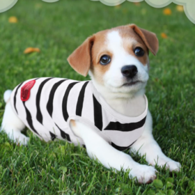 Summer Pure Cotton Striped Pet T-Shirt