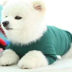 Soft Breathable Pure Cotton Solid-Color T-Shirt for Small Dogs