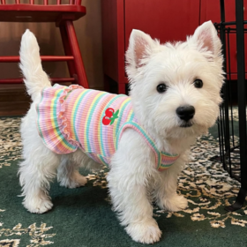 Cute Striped Cherry-Print Pet T-Shirt