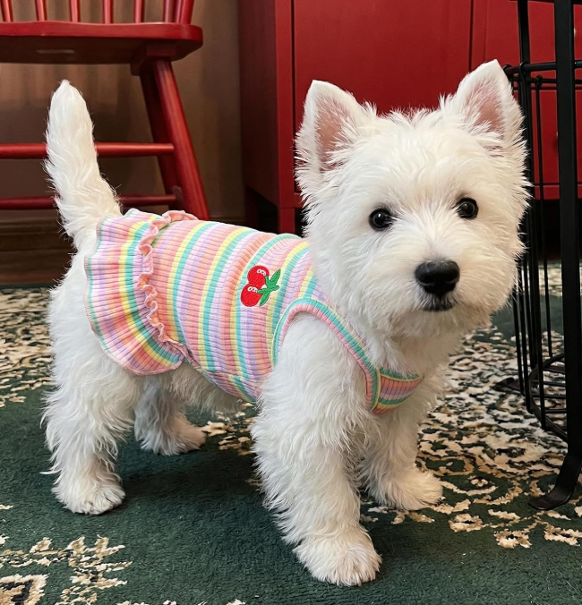 Cute Striped Cherry-Print Pet T-Shirt